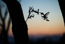 Hummingbird - Metalbird USA