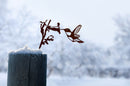 Hummingbird Garden art deco ironwork bird
