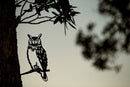 Great Horned Owl Garden art deco iron