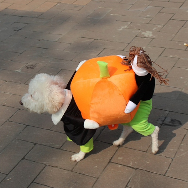 Pet Halloween costumes