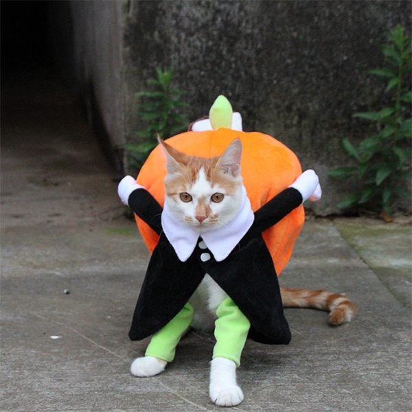 Pet Halloween costumes