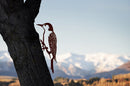 Woodpecker  Garden iron birds